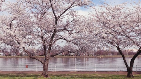 The Yoshino cherry blossom trees reach their peak bloom at Hains Point in East Potomac Park, Washington, D.C.