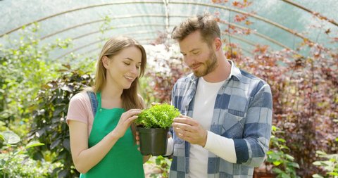 Couple young gardeners standing in a indoor greenhouse and taking care of potted plant