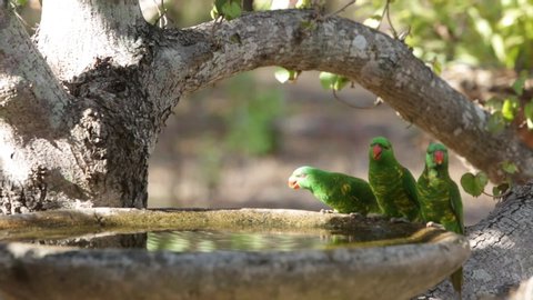 Three scaly-breasted lorikeet birds drink from bird bath in tree. Queensland, Australia