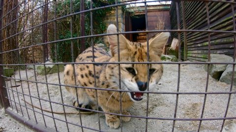 Angry serval (Leptailurus Serval) scaring off visitors in zoo