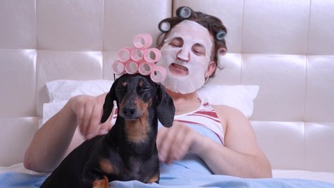 Man with cosmetic mask on his face make massage of funny dachshund, softly stroking its neck, head and back. The both lay in bed, with curlers on hairs. Indoors, spa-day concept.