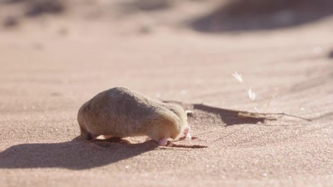 A golden mole burying into the red sand dunes of the Namib Desert filmed in slow motion.