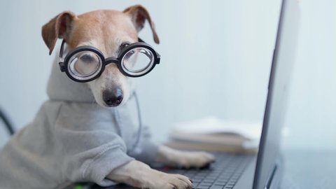 Adorable dog in glasses working with computer. Wearing sporty stylish hoodie. Freelancer work from home during quarantine Social distancing lifestyle. Stay at home. video footage