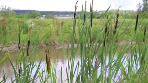 the reed grows into a pond