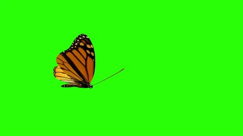 Monarch Butterfly Swarm flying on the sun green screen, Slow motion butterfly close up. Best for Spring and Summer Sale background with alpha matte mask loop. 