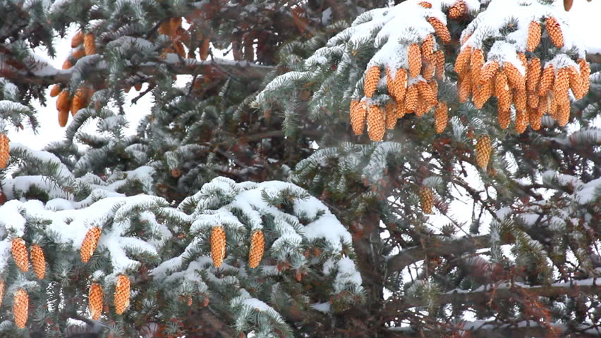 snow-covered fir with cones and snow