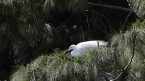 HD video one great egret perched in a pine tree, stretches with feathers opening wildly then flies away
