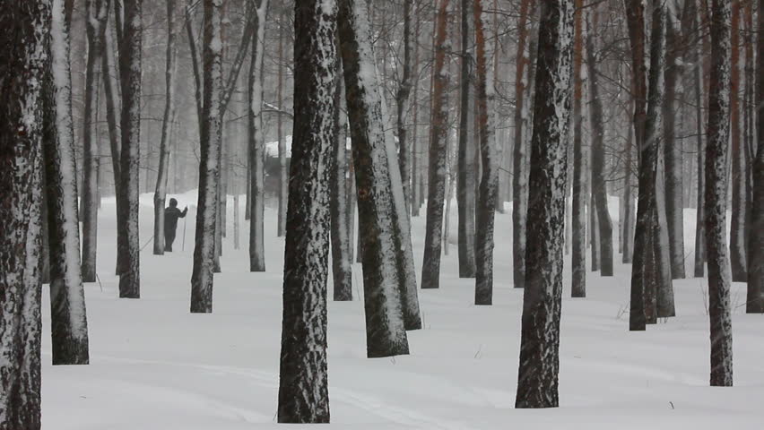 snowfall in winter forest