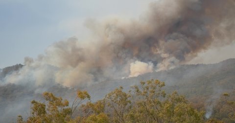 Extreme Bush fire Australia Paterson new south wales lots of smoke visible flames windy gum trees