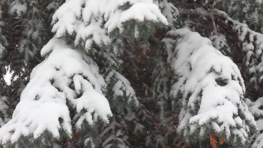 snow-covered fir and snow