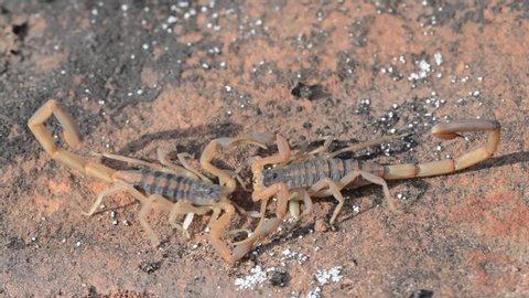 Amazing slow motion of Striped Bark Scorpions performing their mating dance, showing the details of the movements