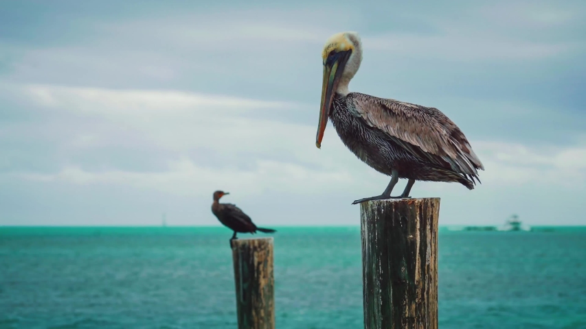 Cinemagraph / seamless video loop of a pelican and a cormorant sitting on wooden posts at the beach of the Atlantic Ocean at Key largo in the Florida Keys close to Key west, cleaning their feathers. Royalty-Free Stock Footage #1048913311