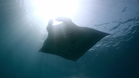 Giant oceanic manta ray swim overhead diving