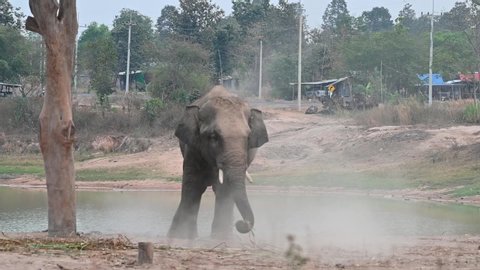 Asian elephant is playing with dust, preventing insects. Surin  province,Thailand.