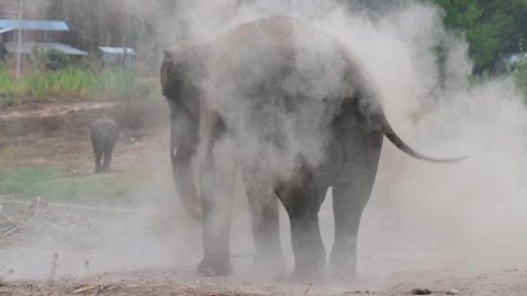 Asian elephant is playing with dust, preventing insects. Surin province,Thailand.