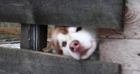 Sled-dog husky sadly looks out from behind a wooden fence. Cute homeless laika in a dog kennel