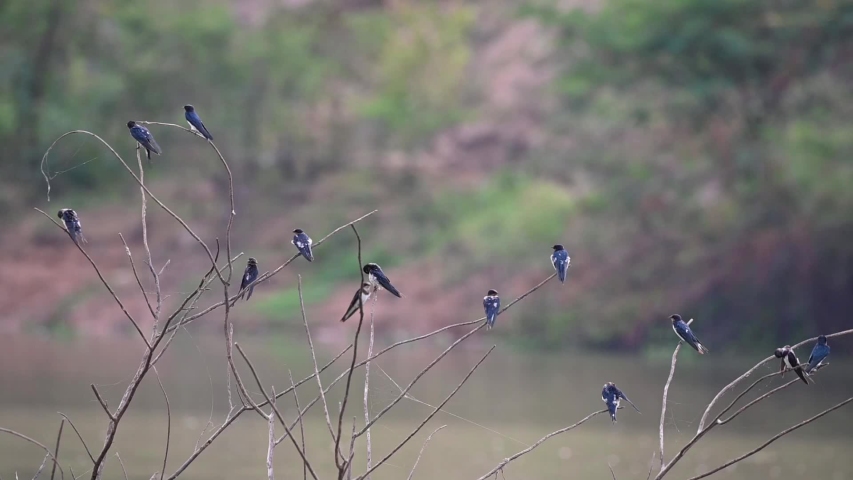 The barn swallows are perched on a tree near the river in northeast of Thailand.