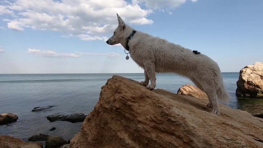 white dog stands on the edge of a cliff and looks into the distance