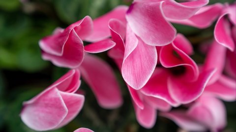 This 4K macro footage is of pink Cyclamen (sowbread) flowers and a green background bokeh.
