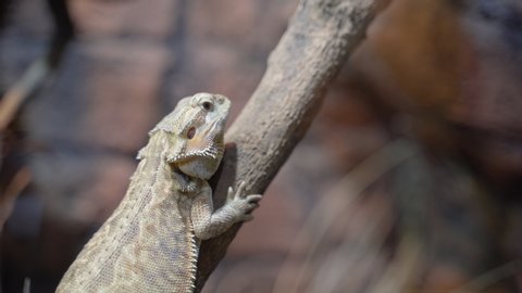 Bearded Dragons on a tree branch. Species of the lizard of the iguana family
