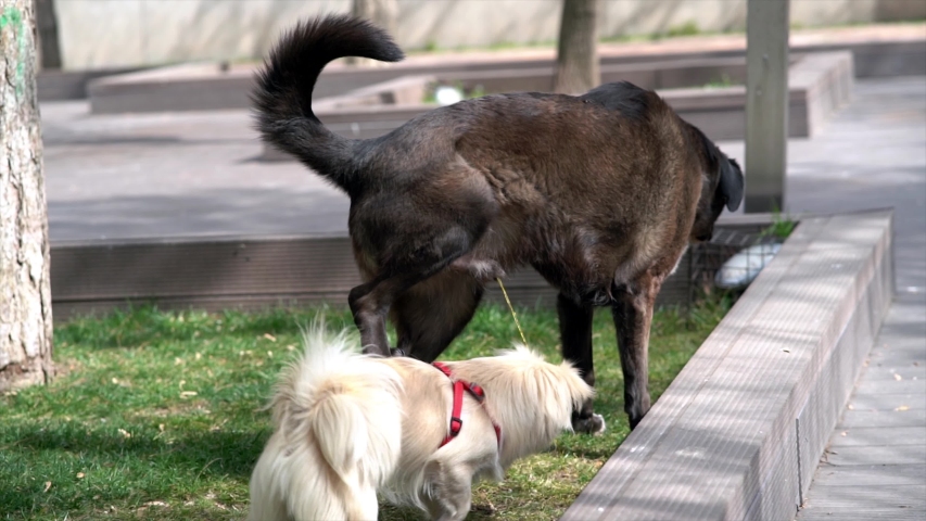 Slow Motion Dog Peeing In 100 1048938421 Shutterstock