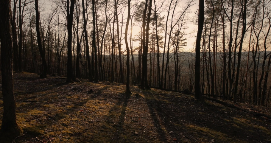 Forest walk with spring trees and sunset light