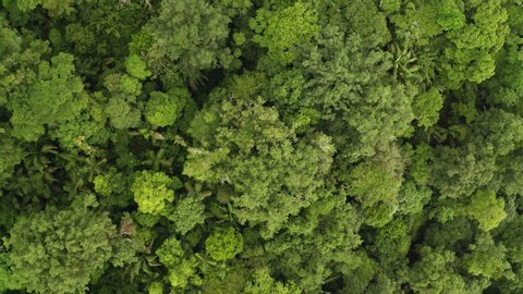 Amazon Rainforest aerial drone footage above the trees, top down view Video Stok