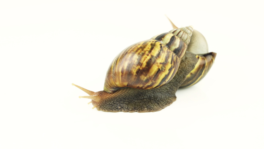 Snail Crush Videos