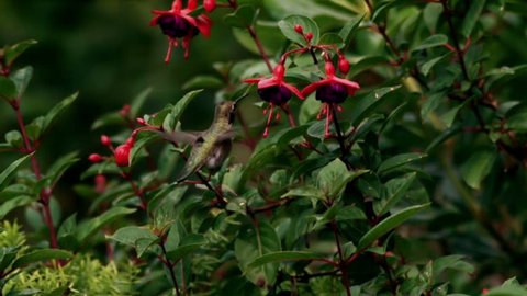 Annas Hummingbird Gathering Nectar from Fuchsia Flowers Close View  Super Slow Motion