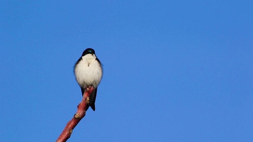 
Tree Swallow floof perched left another flys by disturbing it with sound