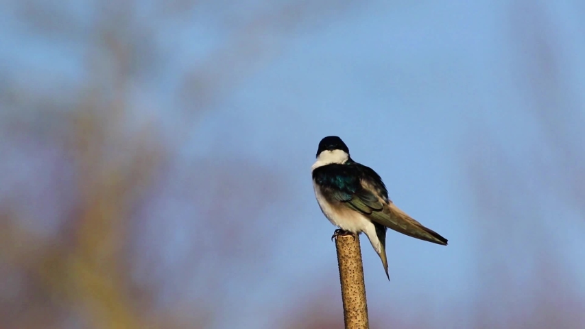 Tree Swallow, Tachycineta bicolor, preening when another flys around it with sound