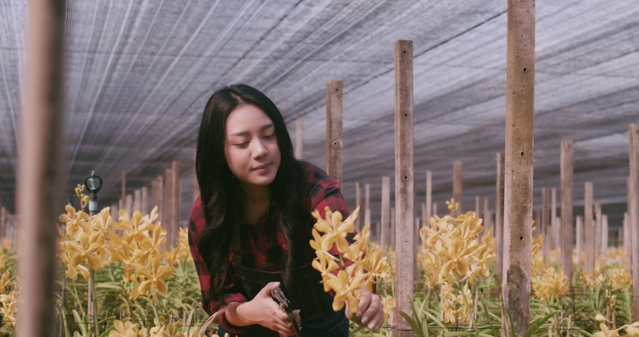 Young Asian woman gardener walking and checking orchids flower with tablet and cutting for harvest orchids to customer in farm. 