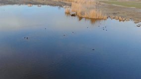Aerial view of black ducks dive into water and swim in lake in colorful evening sunlight near wooden bridge and dry reeds. Copter takes video wild birds in their habitat on river at beautiful sunset