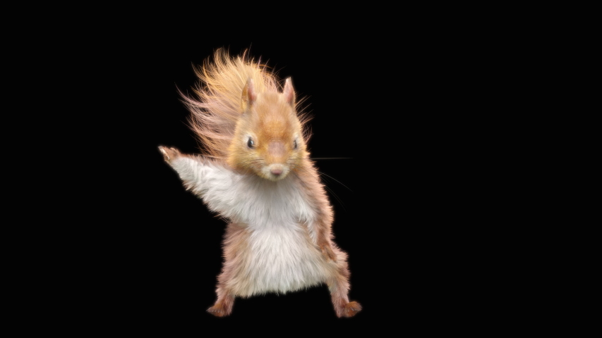 squirrel Dance CG fur 3d rendering animal realistic CGI VFX Animation Loop  composition 3d mapping cartoon, with Luma matte Royalty-Free Stock Footage #1048968688
