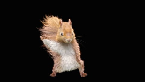 squirrel Dance CG fur 3d rendering animal realistic CGI VFX Animation Loop  composition 3d mapping cartoon, with Luma matte