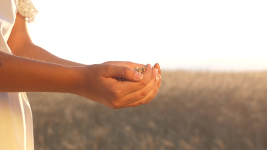 Hands of an agronomist girl with wheat. Woman farmer holds the grain in palms. businessman looks at the quality of wheat in the field. grain harvesting.