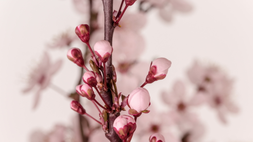 Wild Plum Blossom Rotating Timelapse / Macro time lapse video of a wild plum flower growing blooming and blossoming while moving on a peach colored background