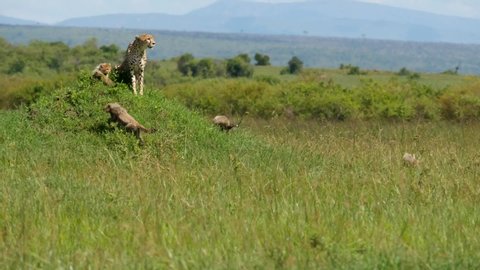 A female cheetah sits on a termite mound as she scans the area for prey while her cubs run to catch up 