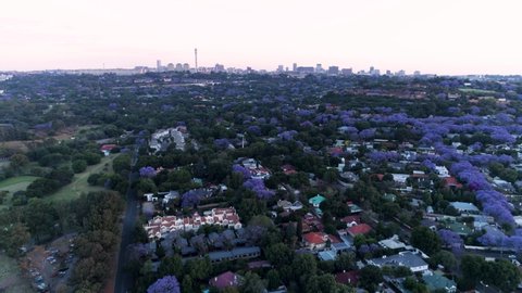 An aerial view of the suburbs surrounding the Johannesburg CBD with purple jacaranda trees in bloom. 