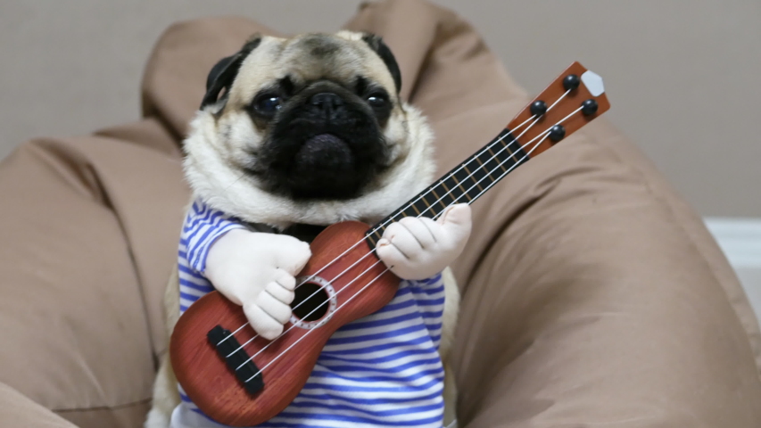 Cheerful funny pug dog singer with a guitar, yawns and sings a song, dog musician guitarist on a soft chair bag Royalty-Free Stock Footage #1048977595
