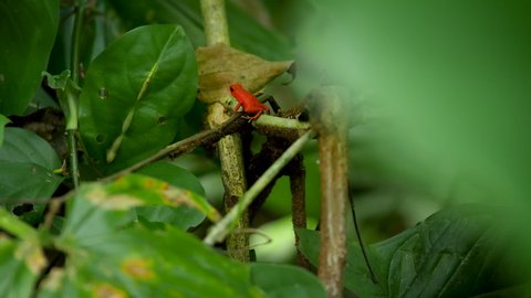 Small Red Tropical Frog in Jungle