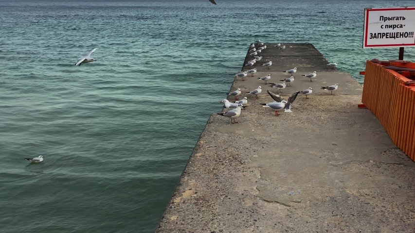 movement along the breakwater on which the seagulls are and past the sign with the inscription in Russian "jumping from the pier is prohibited"