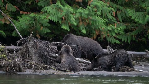 wide shot of grizzly, a large bear mum with 2 cubs feeding on salmon on drifted log on a side of a river in a great bear rainforest, on British Columbia west coast. cloudy day.