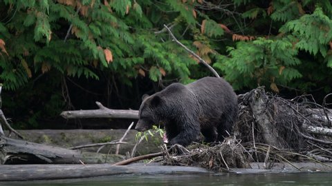 wide shot of grizzly, a large bear mum walking right to left with cub following on salmon on drifted log on a side of a river in a great bear rainforest, on British Columbia west coast. cloudy day.