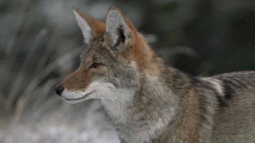 close up of coyote start looking left screen, profile, to the camera and right screen. daylight, shot during the winter, Yukon, Canada
120fps Royalty-Free Stock Footage #1048988455