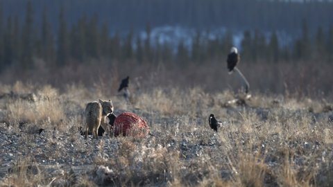 very wide shot of coyote eating on a elk carcass killed by wolf, raven flying around while eagles and others are waiting they turn to fest. daylight, shot during early winter, Yukon, Canada