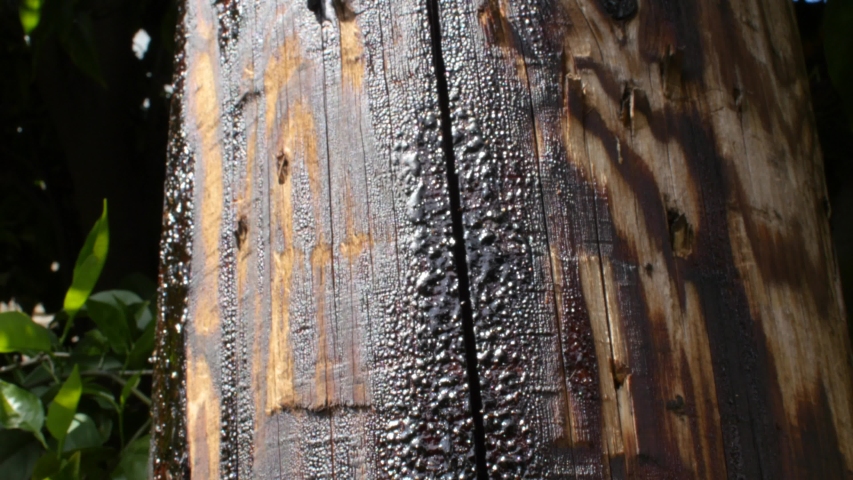 Penta and creosote treated telephone pole
