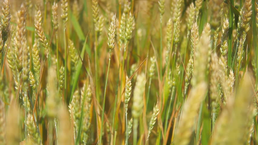 Gold Corn Wheat field
