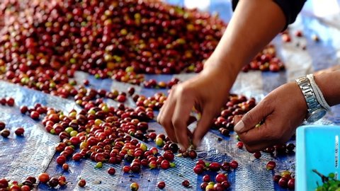 Hands of farmer selecting coffee cherries for wet process in natural dry, small coffee business production in high mountain plantation, Thailand