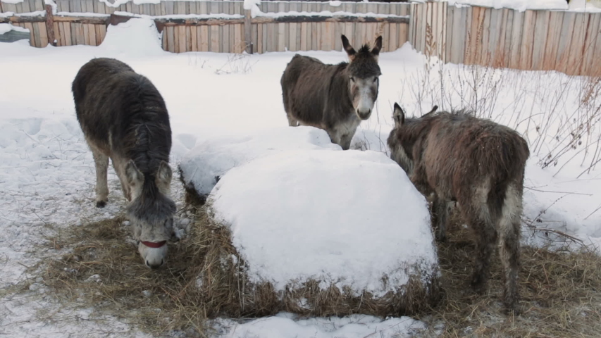 Donkeys Eating Hay on a Farm at winter